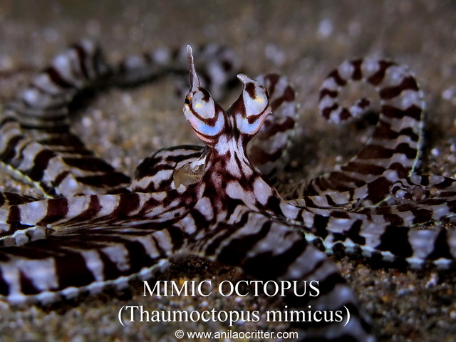 Anilao-diving-Anilao-most-wanted-critters-mimic-octopus